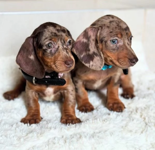 Regalo cucciolo BASSOTTI NANI BASSOTTO NANO CUCCIOLI 