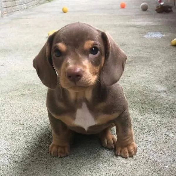 Regalo cucciolo Cuccioli di bassotto a pelo corto