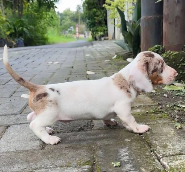 Regalo cucciolo Bassotti cuccioli