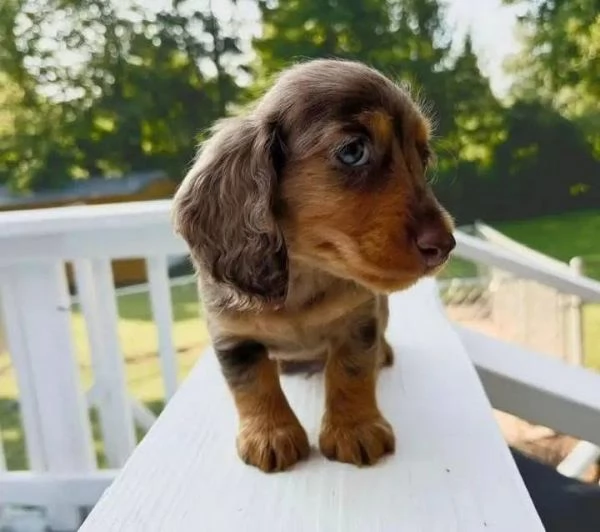 Regalo Regalo di cuccioli di Bassotto maschio e femmina