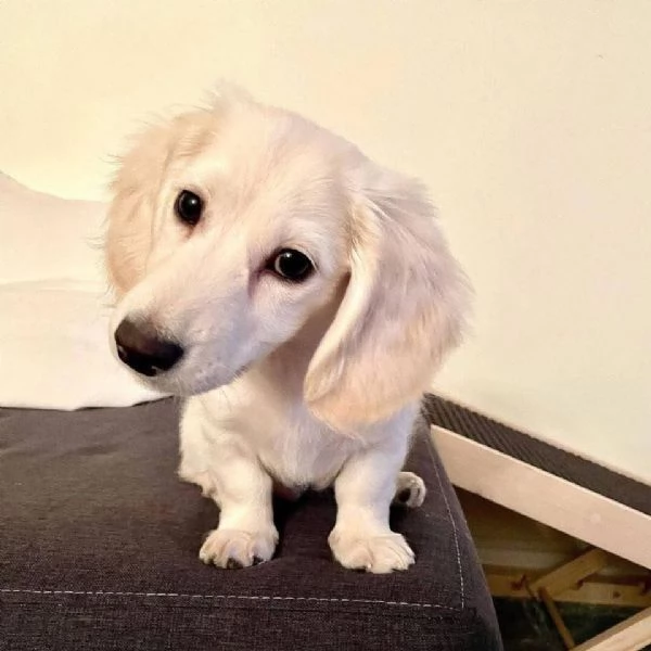 Regalo cucciolo Bassotto tedesco cuccioli