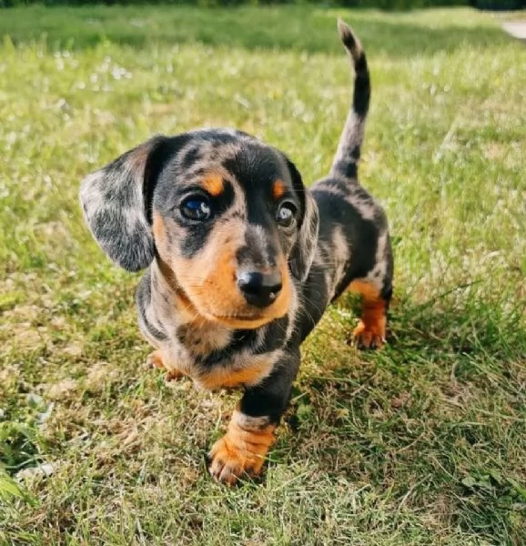 Regalo cucciolo Disponibile cucciola bassotto