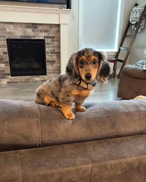 Regalo cucciolo Bassotto Arlecchino silver