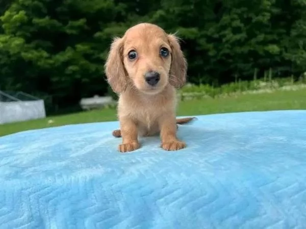 Regalo cucciolo regalo  bassotto Kanichen