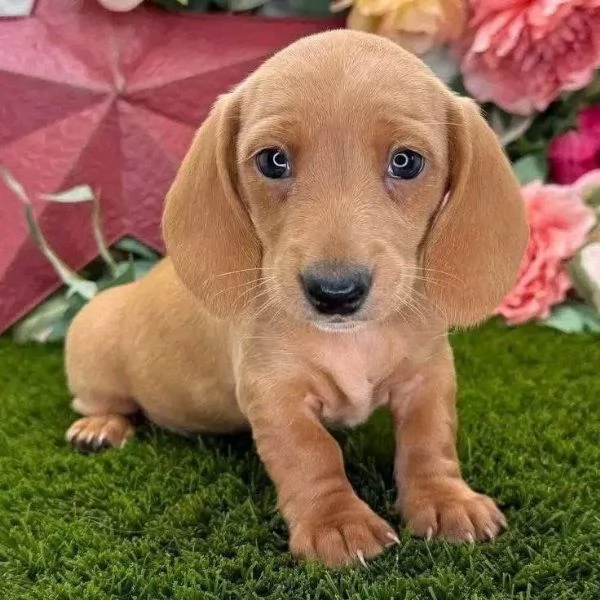 Regalo cucciolo Cuccioli di bassotto di 10 settimane