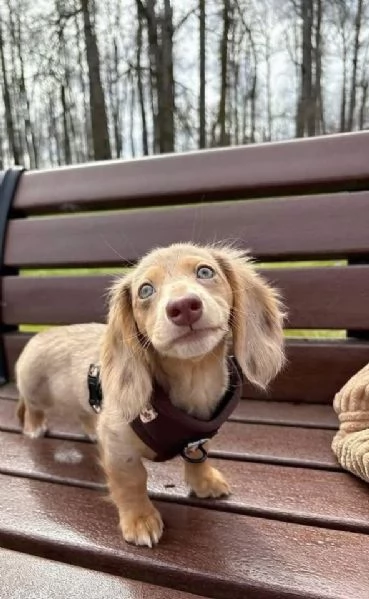 Regalo cucciolo BASSOTTI NANI BASSOTTO NANO CUCCIOLI 