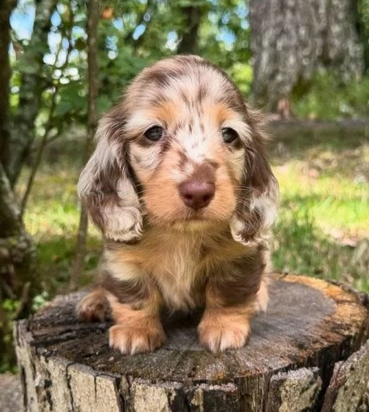 Regalo cucciolo REGALO CUCCIOLO Bassotto TOY