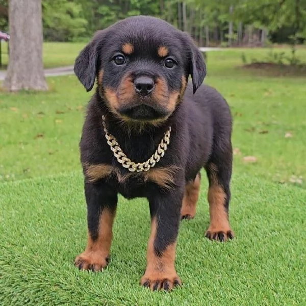 Regalo Bassotto a pelo duro nano