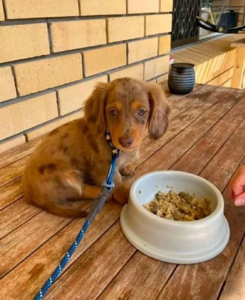 Regalo Toy Cuccioli di bassotto a pelo corto