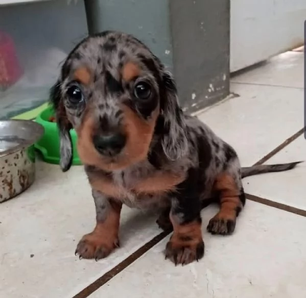 Regalo toy cucciolo Bassotti cuccioli veterinario