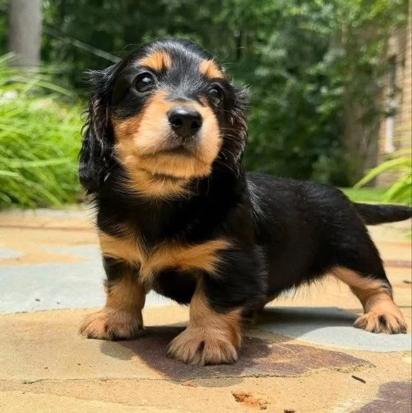 Regalo cucciolo Bassotto  cuccioli