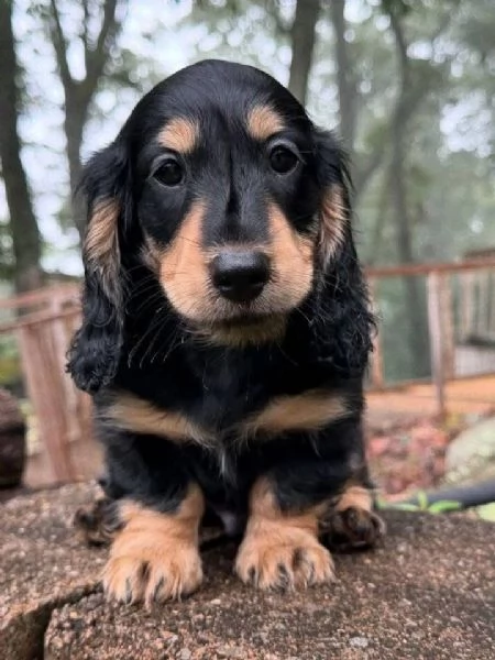 Regalo cucciolo Bassotto mano