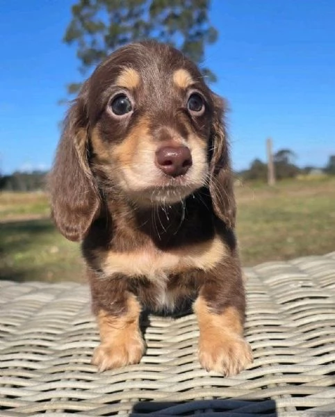 Regalo cucciolo BASSOTTI NANI BASSOTTO  