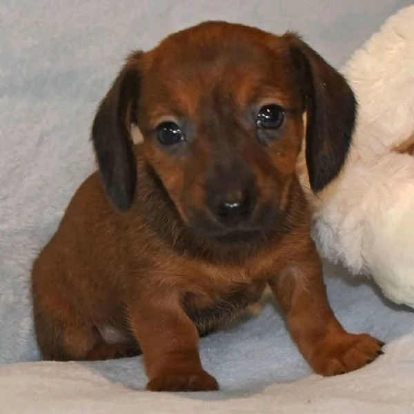 Regalo cucciolo REGALO CUCCIOLO Bassotto mini