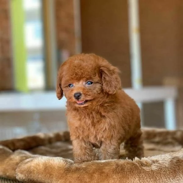 Regalo cucciolo REGALO CUCCIOLO Barboncini TOY