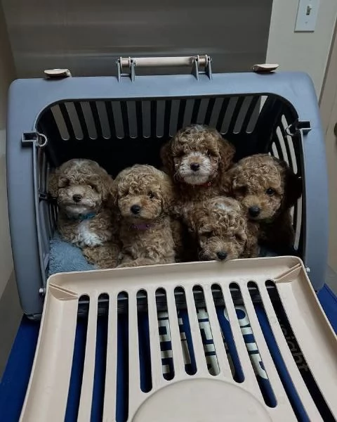 Regalo cucciolo BARBONCINO BARBONCINI TOY mano