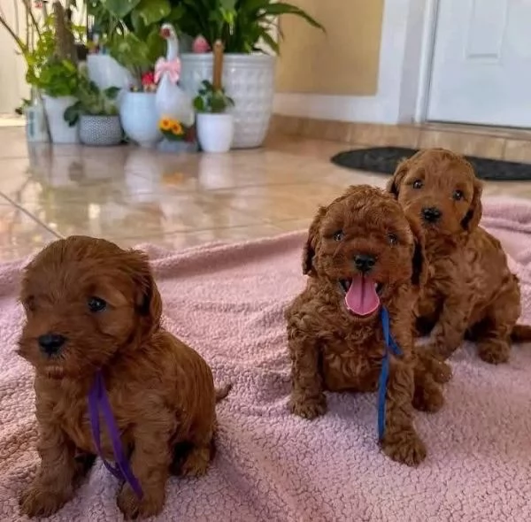 Regalo cucciolo REGALO CUCCIOLO BARBONCINO sanitaria