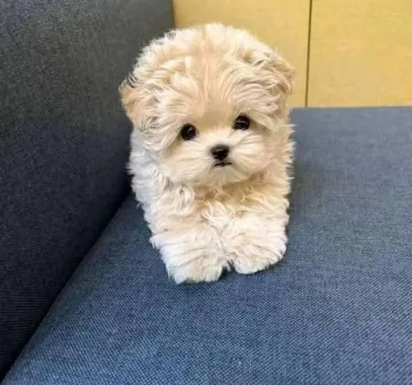 Regalo cucciolo REGALO CUCCIOLO BARBONCINO TOY microchip