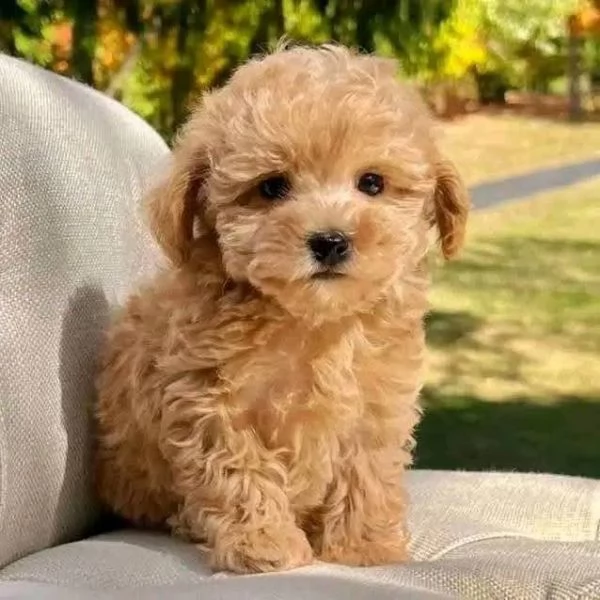 Regalo  cucciolo barboncino