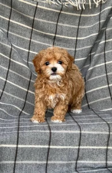 Regalo cucciolo Barboncini toy maschietti