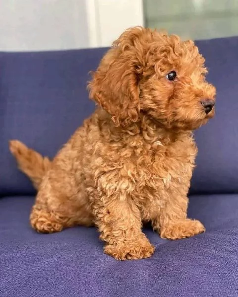 Calma regalo cuccioli di barboncini toy 