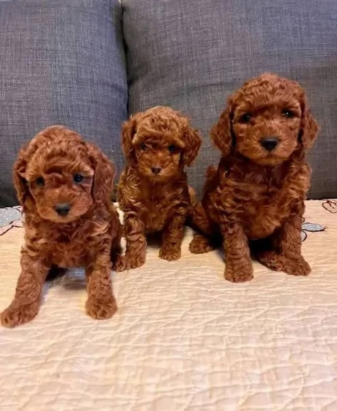  Regalo vaccinato  cucciolo REGALO CUCCIOLO BARBONCINO TOY