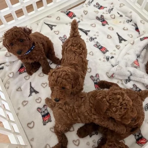 Regalo Dolcissimi e rarissimi cuccioli di barboncino bianco