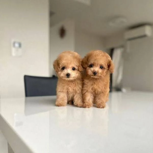 Regalo cucciolo REGALO BARBONCINO