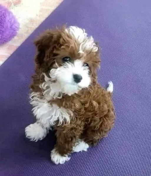 Regalo cucciolo Cucciolo red barboncino toy