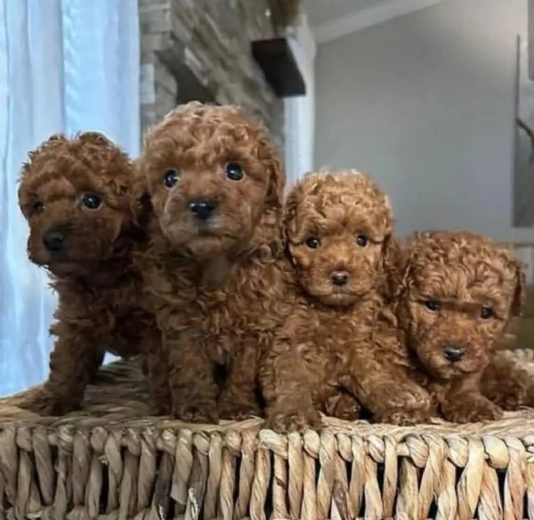 Regalo pedigree cucciolo Regalo barboncino mini red