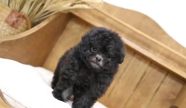 REGALO CUCCIOLO BARBONCINO 