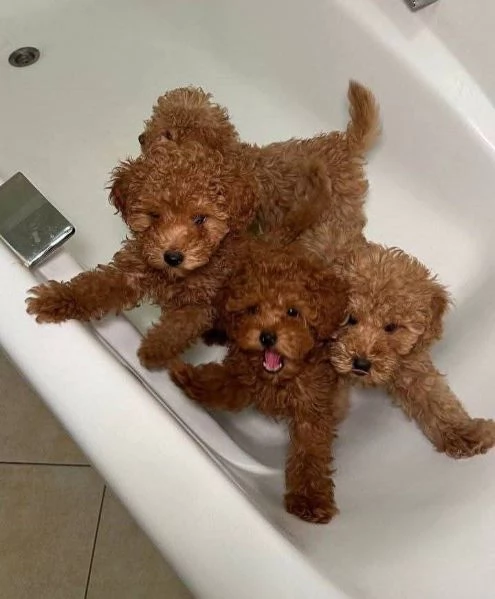  REGALO CUCCIOLO BARBONCINO TOY microchip