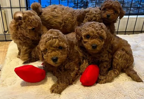 Regalo  cucciolo barboncino