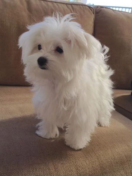 Regalo cucciolo Regalo