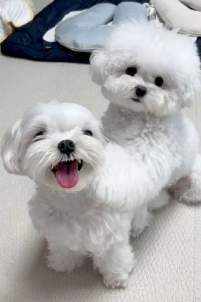 Regalo cucciolo REGALO MALTESE