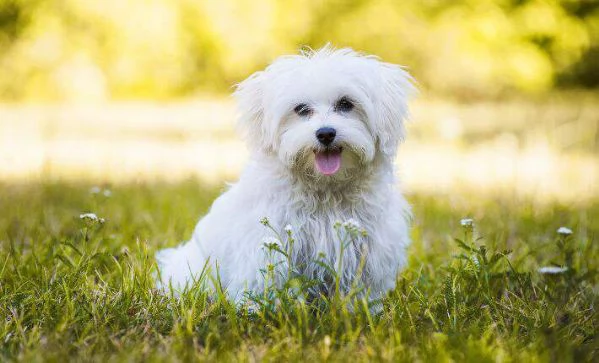 Regalo  Cane maltese
