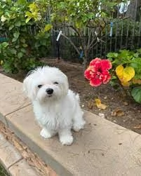 Regalo cucciolo cuccioli sono Maltesi di razza pura 