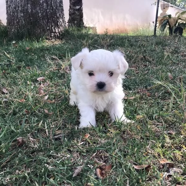 Regalo Cane maltese  cane maltese di quasi due anni, bellissimo, giocherellone , dormiglione e cocco