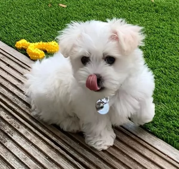 Regalo piccolissima cuccioli di Maltese per ladozione