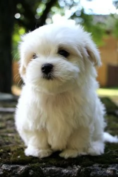 Regalo cucciolo Cucciolina Maltese femmina