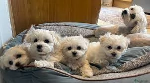 Regalo  toy Cane maltese 