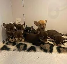 Regalo toy bellissimi cuccioli di chihuahua,