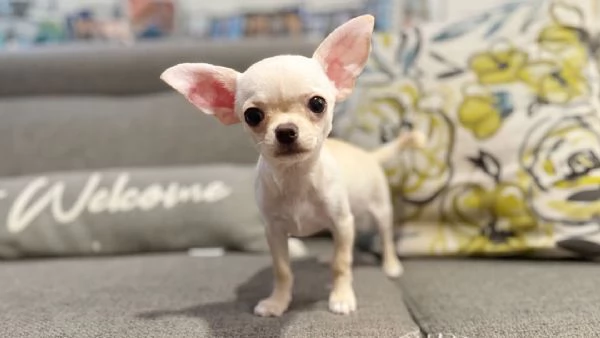 Regalo  cucciolo Cuccioli di chihuahua