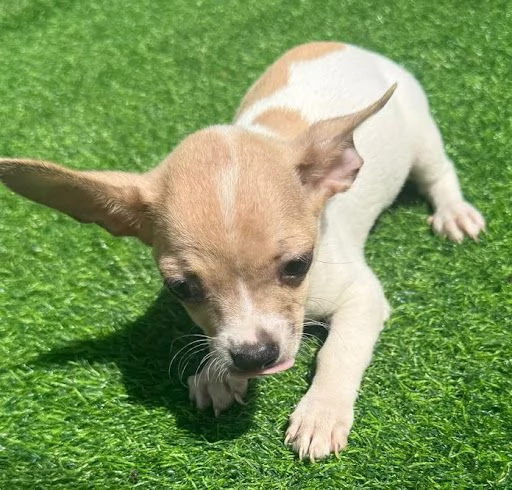 Regalo cucciolo Chihuahua toy