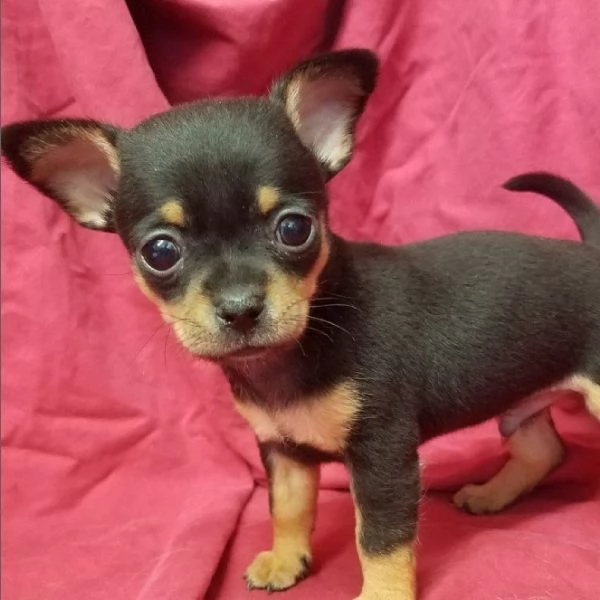 Regalo cucciolo Chihuahua femmina con pedigree