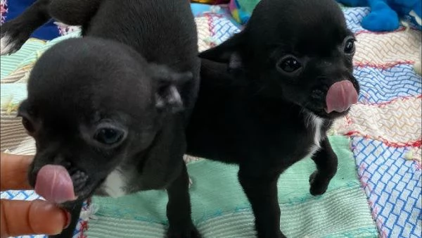 Regalo cucciolo MERAVIGLIOSI CUCCIOLI DI CHIHUAHUA PEDIGREE 