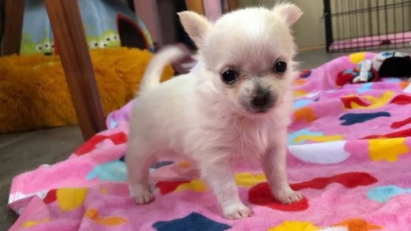 Regalo CHIHUAHUA TOY CUCCIOLI 