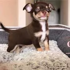 2Regalo Cuccioli di chihuahua