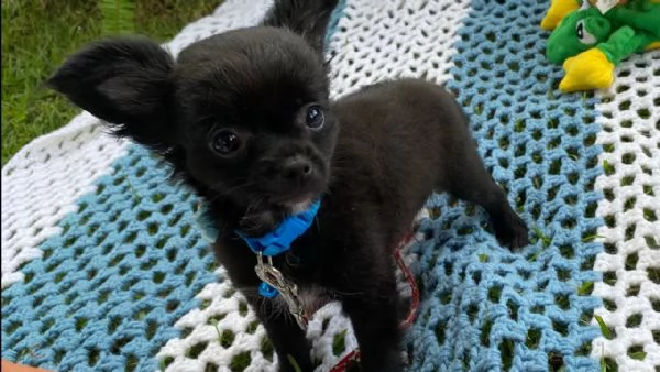 Regalo cucciolo toy chihuahua maschio e femmina