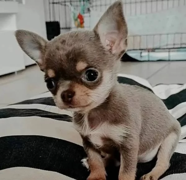 Regalo cucciolo Chihuahua mano